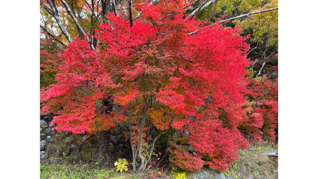 紅葉