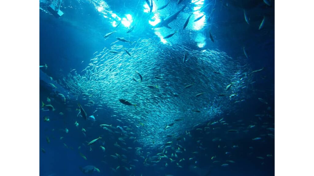 水族館の生き物と水槽