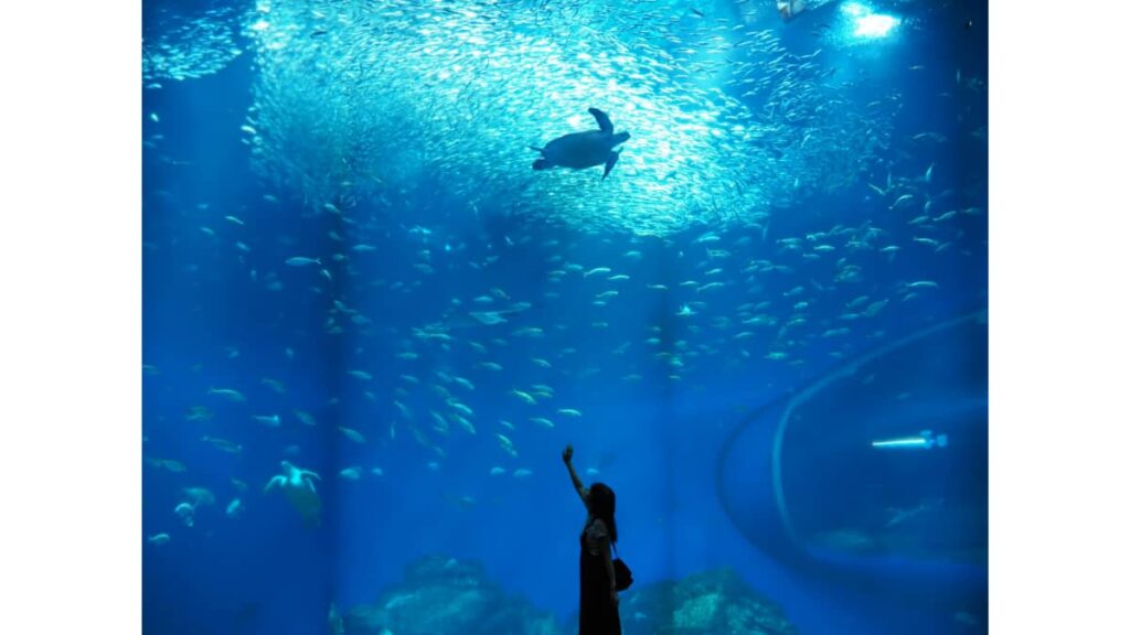 水族館の生き物と水槽