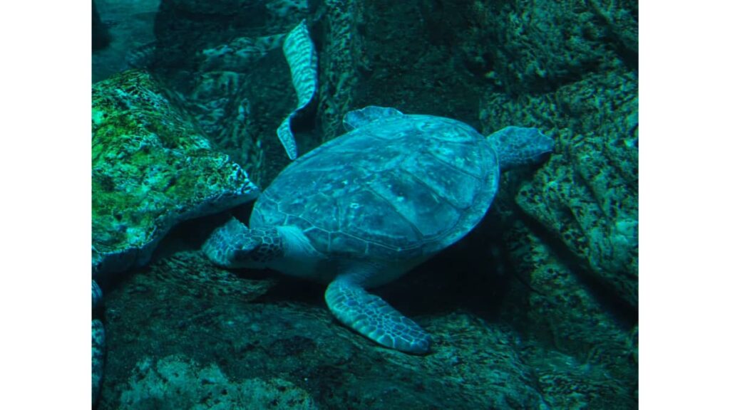 水族館の生き物と水槽