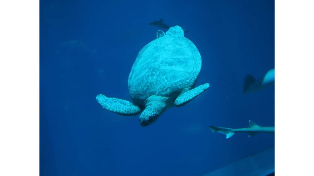 水族館の生き物と水槽