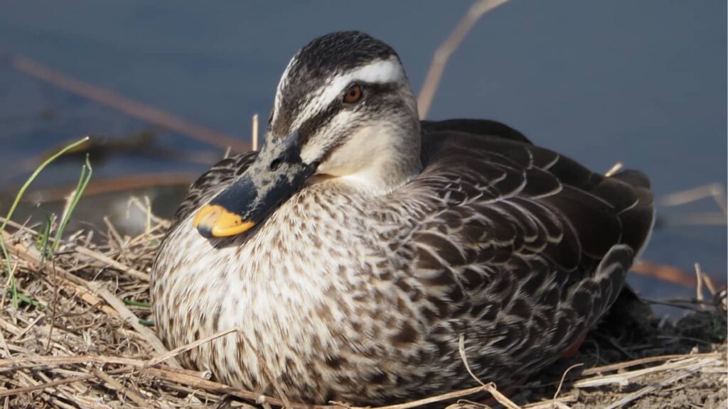 野鳥