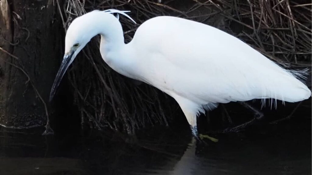 野鳥