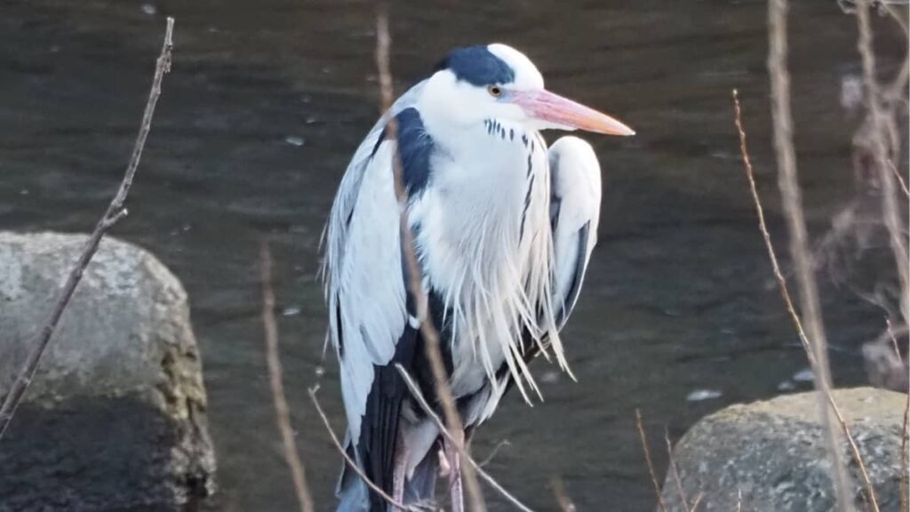 野鳥