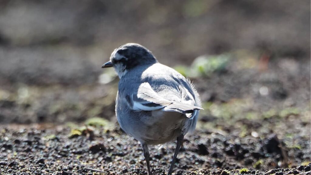 野鳥