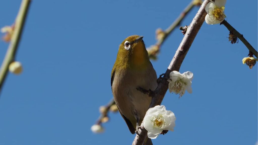 野鳥