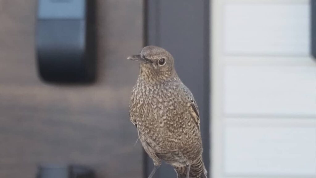 野鳥