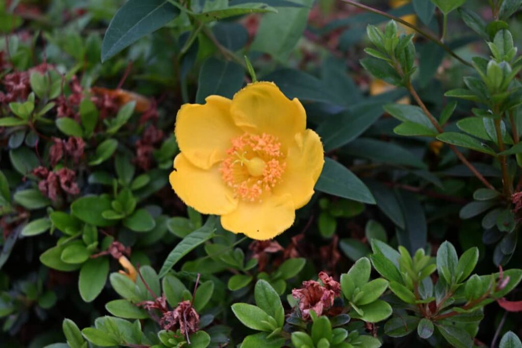花
