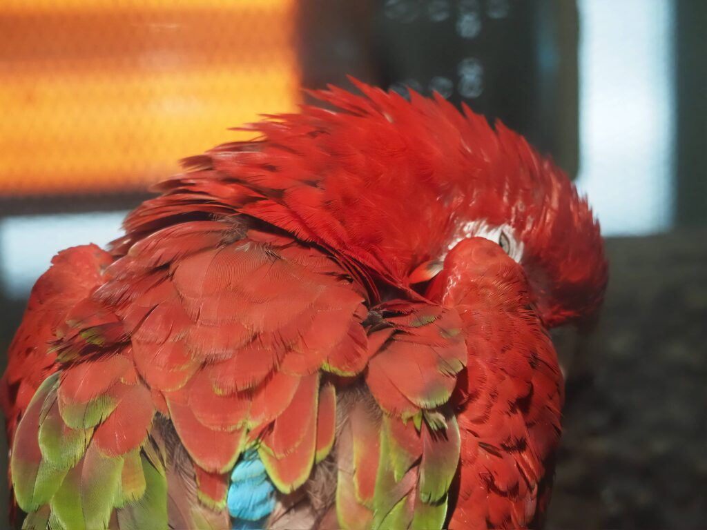 Nero AI Image Upscaler（Mac版）