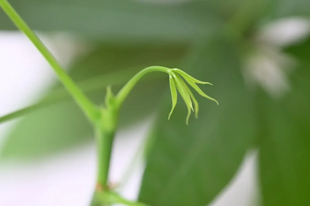 パキラの新芽